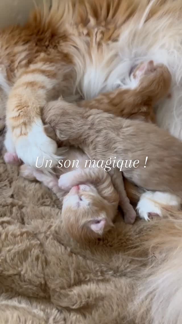 Un son magique 🤍
#mainecoon #amoureuxdeschats #chaton #kitten #chatheureux