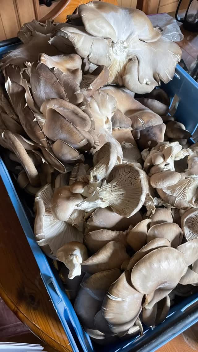 Bubbly shroom kraut! 🫧🍄
When yer mushroom farming pal turns up with a full crate of oyster mushrooms that desperately need eaten, what are you gonna do?
Ferment them with wild garlic and funky flavours of course!
This bubbly batch was started off by steaming the mushrooms to soften them and release flavour, then mixed and squished by the fair hands of @breadandrosesoutdoors with 2% salt, miso, rice vinegar, wild garlic, maple syrup and with a dollop of my sourdough rye starter to get it going. Check out @k.kocsis gorgeous book ‘Forage to Fork’ for shroom kraut (and other epic) recipes.
A jar of it winging its way south as I type to join the fun at @eaclauristonfarm @rhyze.mushrooms and @grassrootsremedies upcoming pickle party. I’m sad to not make it along, but at least my microbes will 🦠🥳
.
.
.
.
.
.
.
.
#fermentation #oystermushrooms #wildgarlic #scotlandswildmedicine #foraged