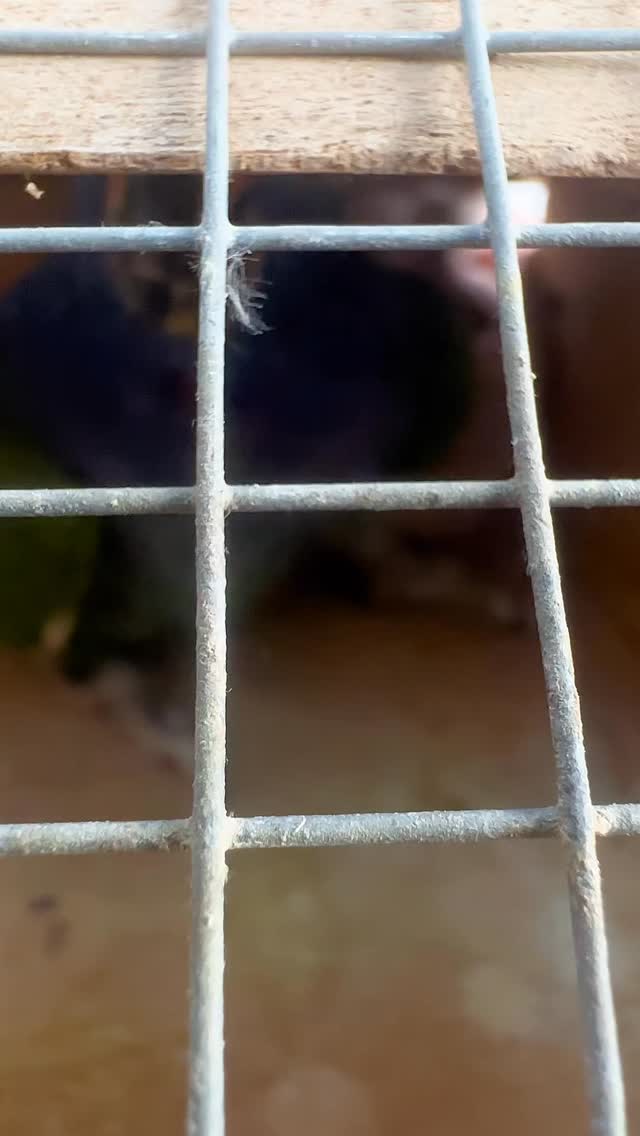 Zwei Schwarzohrpapageien und eine Amazone waren heute bei uns zur Kennzeichnung.
Allen dreien wurde ein Transponder (Mikrochip) injiziert – eine sichere und dauerhafte Methode zur Identifikation.