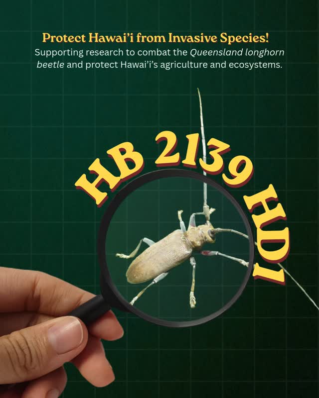 A tiny beetle is causing big damage in Hawai’i.
The Queensland longhorn beetle is spreading and damaging important trees across the Hawai’i Island. Without action, it could spread statewide and threaten agriculture and native species. 🌳
HB 2139 HD1 supports research to find solutions before it’s too late.
📢Help spread awareness!
- Urge the EDU Senate committee to schedule a hearing
- Contact your State Representative
- Share this post
- Learn more about HB 2139 HD1
Support stronger invasive species research