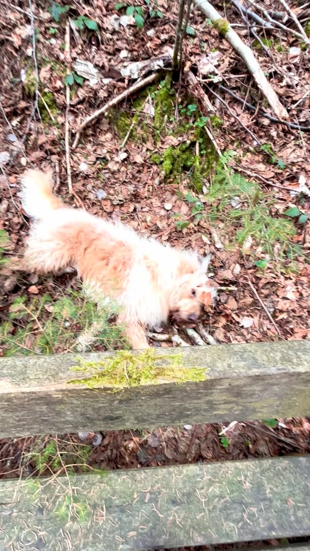 My best friend Samy 🌞🫶 #mel4animal #worldsamys #happydog #bro #waldbaden