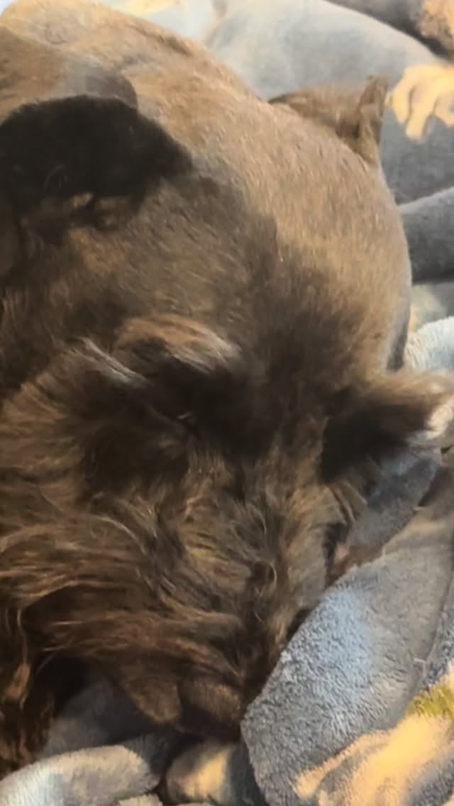 Dogs are awesome……