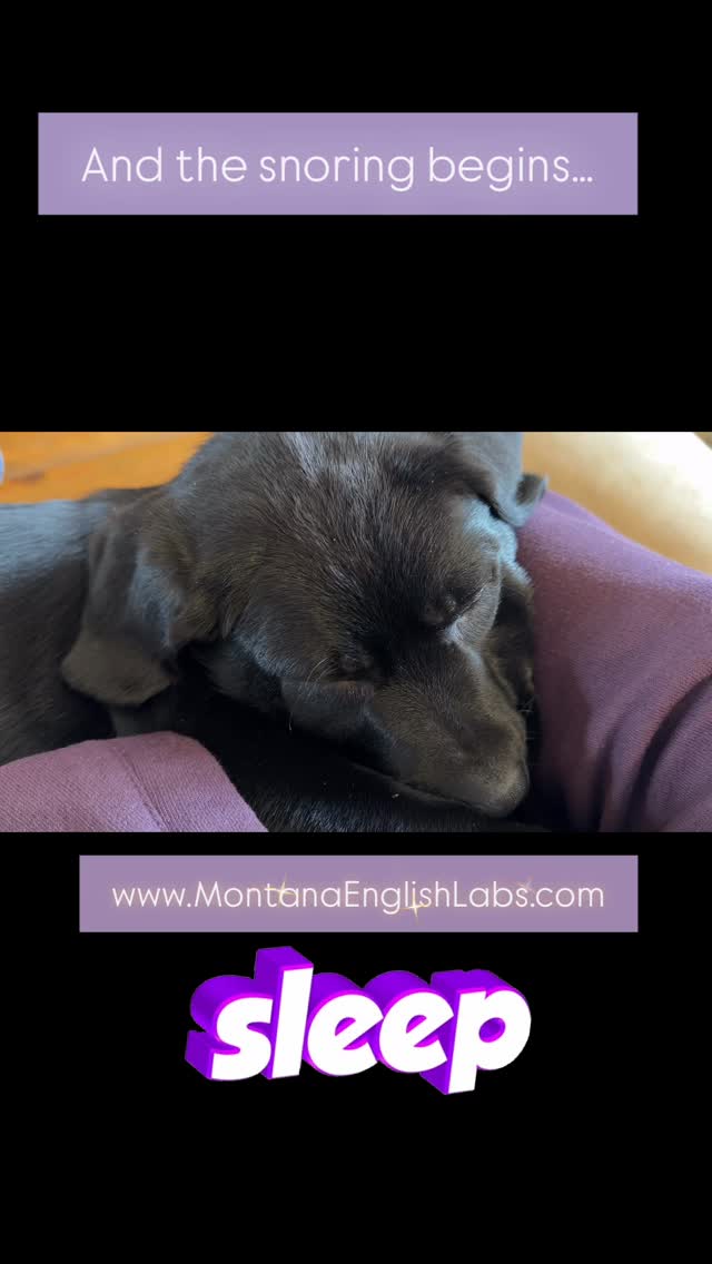 Sweet girl available ❤️❤️❤️www.MontanaEnglishLabs.com #labradorretriever #labradorpuppy #labrador #puppiesofinstagram #puppylove