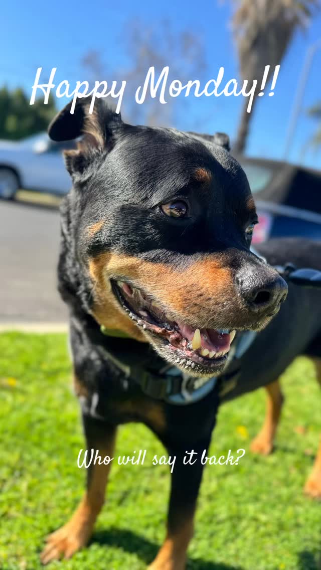 Good Morning friends. #mospaws #dogsofinstagram #doglovers