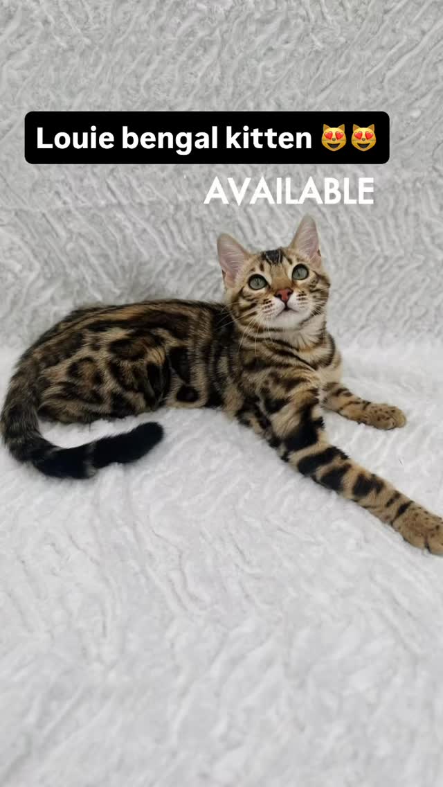 Louie the bengal kitten #kitten #fyp #bengal #bengalkitten #bengalcats