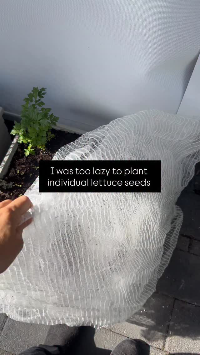 I was too lazy to plant individual lettuce seeds and this is the result. A scattering of densely planted lettuce seedlings.
The cloth is Micronet / Mikroclima. It’s a frost cloth but also heats up the layer between soil and the netting allowing seeds to germinate (creating a micro-climate).