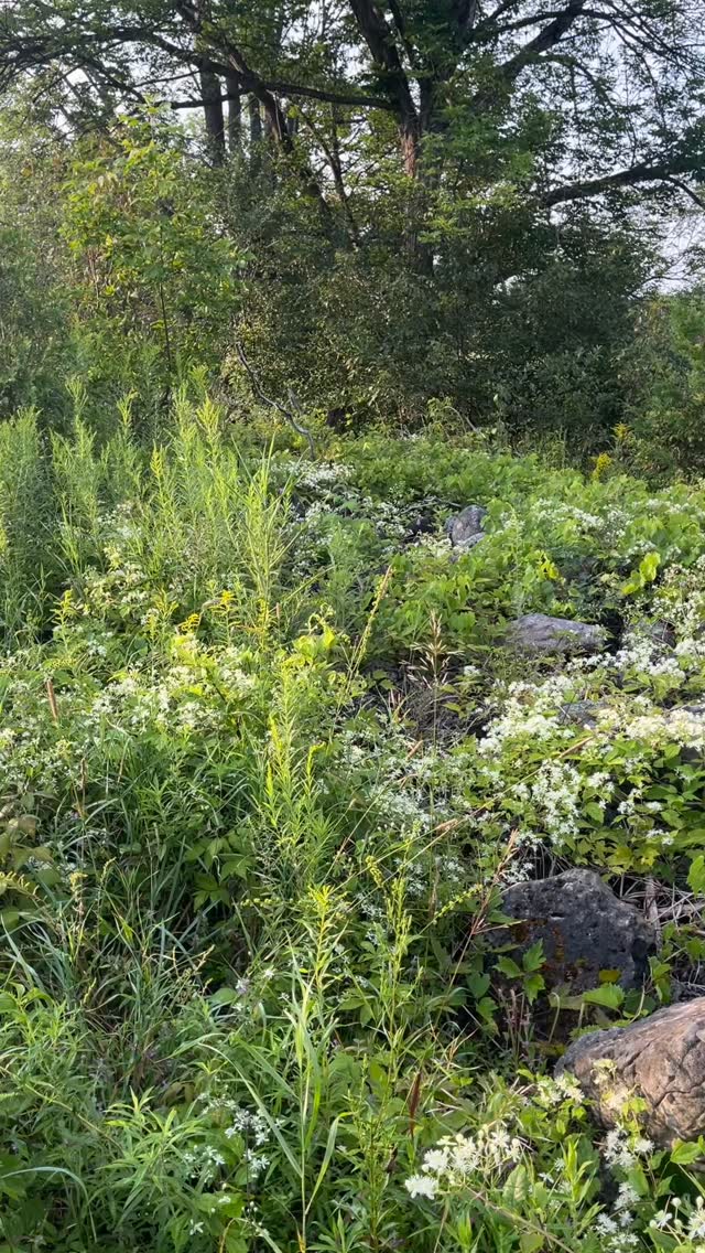 Early August in the clematis patch.
We are nature. Nature wants to heal 🕊️🕊️🕊️
