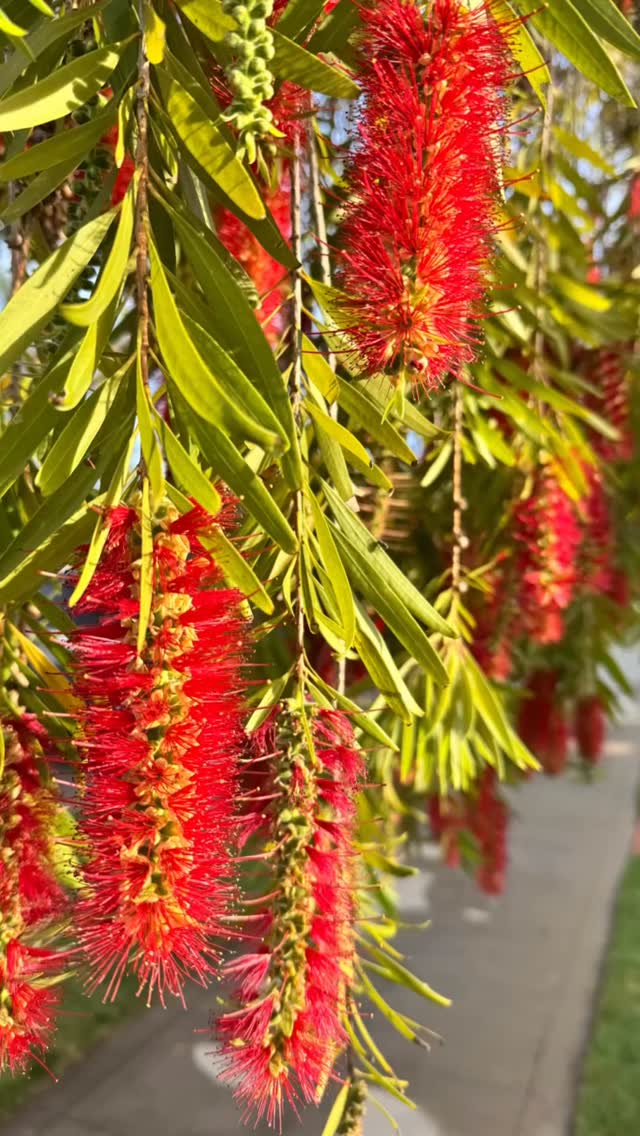 Here in Coronado, everything flowers.
Not just the obvious blooms...
but trees, shrubs, even the ground itself.
Lite finds a way to express beauty everywhere.
What’s blooming for you right now?
#Islandlife #coronado