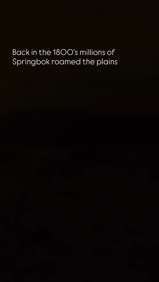 Back in 1896, the Karoo saw its last great Springbok migration. Over a million springbok used to move across the land, kicking up dust that was visible for miles.
We’re working to bring a piece of that history back to life right here at Rogge Cloof.
Our open plains are home to some of the largest springbok herds in the world. It’s a sight that honestly feels like stepping back in time. You can watch them graze or try to catch a young one pronking. Those gravity-defying leaps they use to distract predators, though sometimes it feels like they’re just showing off.
Book a Springbokkie feeding experience at reception or just enjoy watching them roam the reserve.
#luxuryecotravel #darkskyreserve #travelsouthafrica #karoo #karoolife
karooaccommodation hikingadventures hikingsouthafrica cheetahconservation cheetah sustainabletravel stargazing astrophotography sutherland astronomylover wideopenspaces natureescape nightphotography nightsky astronomy thisissouthafrica