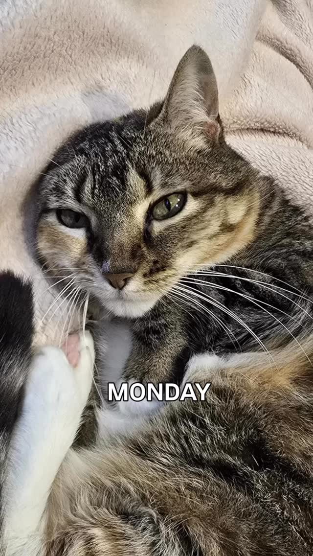 The most consistent schedule I’ve ever seen. Does your cat keep the same routine? Drop a 🐾 below!
#catmemes #catlover #lazycat #catsoninstagram #catduties