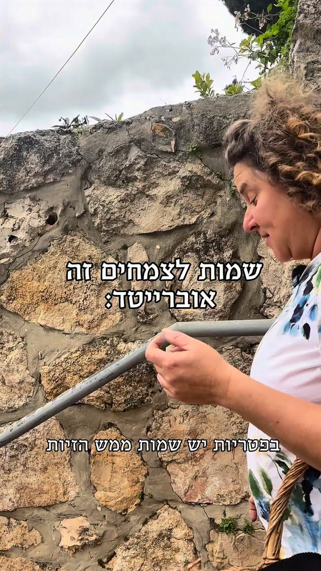 כל קשר בין סגולות המרפא המופלאות של הצמחים האלה לבין העובדה שהם נשמעים כמו רשימת תסמינים בקופת חולים - מקרי בהחלט.
.
.
.
.
.
.
.
.
.
#מאחוריהקלעים #סליחה #שמותהצמחים #חבריםבגינה