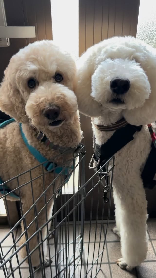 あの、、お散歩行くよね?
ぼくたち準備万端なんですけど。。
ふたり並んであんまりかわいかったからさぁー
ちょっと焦らしちゃった😊💕
#doghomestayfluffydog #adoptdontshop #ケージレスペットホテル #足柄上郡 #保護犬を家族に