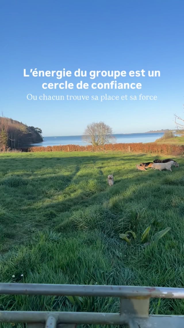 En meute, l’énergie est circulaire, elle nourrit chaque être qui en fait partie. Elle renforce les liens et crée l’équilibre qui contribue à la force de celle-ci 🐾
J’aime tant les voir vibrer ainsi.
#meute#chiens#spiritualite#developpementpersonnel#communicationanimale