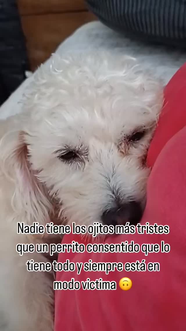¿Les pasa lo mismo? 🤭 #mascotasfelices #mascotas #amor #apoyo #perritos #compañia