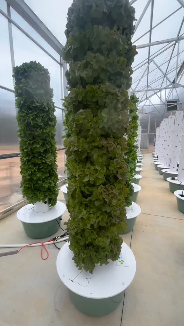 Let’s grow!! We have lettuce ready for your dinner plates!! 🥬🥬🥬 Order now at www.duewestofdiddly.com #aeroponics #foodismedicine #healthychoices #cleaneating #towergardenofficial