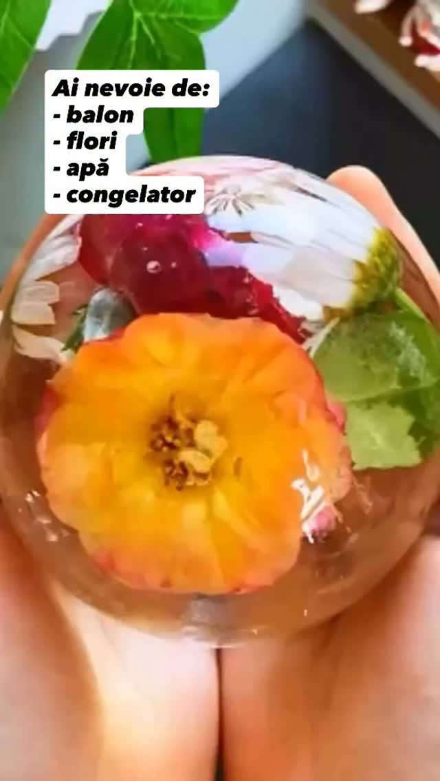 Un experiment simplu și spectaculos pentru copii! 🌸❄️
Ai nevoie doar de un balon, flori, apă și congelator. Pune florile în balon, umple-l cu apă și lasă-l la congelator până când apa îngheață complet. Când scoți balonul, vei descoperi o minge de gheață transparentă cu flori ascunse în interior – ca o mică lume înghețată.
De aici începe distracția! Copiii pot explora și descoperi florile din interior:
🔹 cu o pipetă și apă caldă pentru a topi gheața încet
🔹 cu un ciocănel mic pentru a sparge ușor gheața
🔹 sau pur și simplu observând cum gheața se topește și eliberează florile.
Activitatea stimulează curiozitatea, răbdarea și explorarea senzorială, iar copiii învață prin joacă despre gheață, apă și transformările ei.
O idee perfectă pentru o activitate de primăvară sau un mic experiment de weekend acasă. 🌼
#gradinitaonline #activitaticopii #activitatipentrucopii #kidsactivities #activitiesforkids