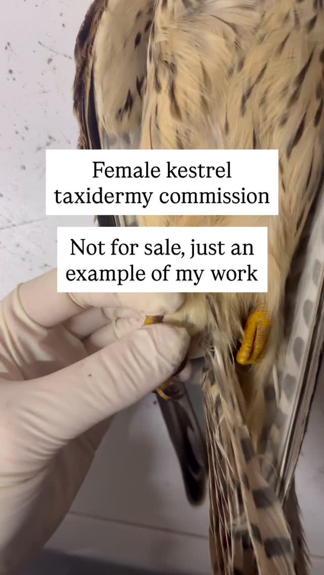 Female kestrel ready for the customer to collect.
#taxidermy #kestrel #bop #nature