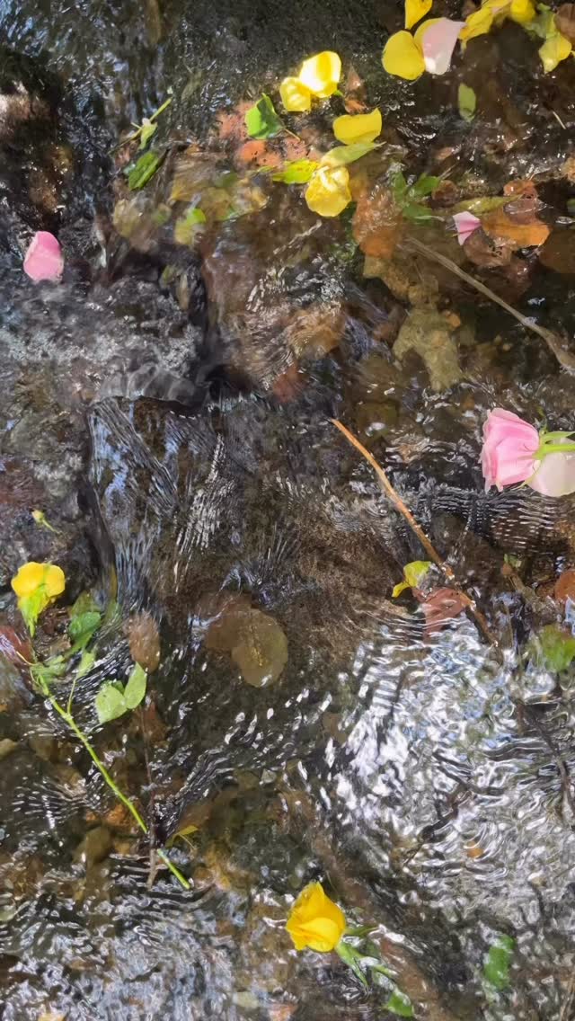 Today we honour the energy of the mother 🌸
…
From the great mother earth energy, to the incredible, strong, tenacious mothers giving andguiding day in, day out.
To those who wish to be mothers, to the silent griefs, to the heartbreaking unknowns — we see you and hold you.
💐 To those seeding ideas, birthing projects, holding space, loving tenderly and unconditionally.
To the fierceness of motherhood, to the messiness and intensity and self-reckoning.
To those who do not wish to be mothers themselves.
To all the different ways to mother.
🥀🌱 Motherhood is creation. May we open to the possibility of this energy — to learn from each other, to metabolise in community and to return to the village that stirs in our hearts.
💛
To the life cycle of woman ~ maiden ~ mother ~ crone.
To mother is to bring into being 🪷🪺🤎 It is an act of devotion and the story that we carry, as children of mothers, as grandchildren of grandmothers.
The deep mother energy stirs under our feet — we carry it in our bones. Don’t you hear the roots of her within you, dear one?
🍃
Today, we take a moment to remember. To root our feet into the soil. To honour the mother in and around us all — in our elders and in the earth. In the mother’s yet to come.
Today and all days, we remember where we come from ❤️
…
Footage from previous Medicine Woman Gatherings
Music is Ocean Song by @lucywyldemusic
#mothersday