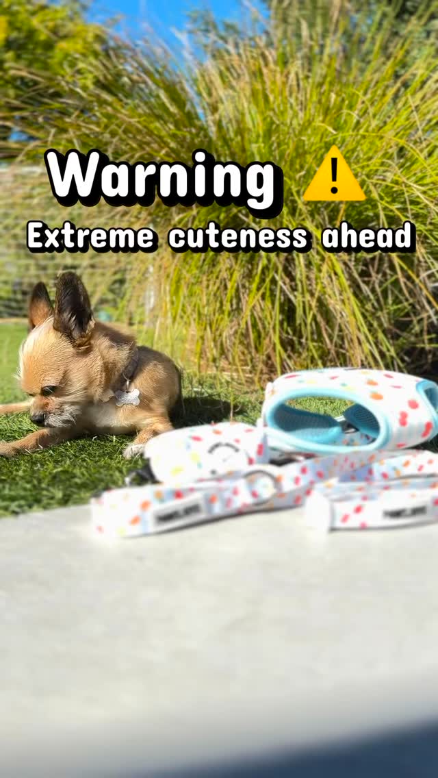 Summer is around the corner so upgrade your dogs walks today!! Get yours at PawsJoys.com and use the code MO10. #dogsofinstagram #mospaws #doglovers #mustlovedogs #pawsjoys