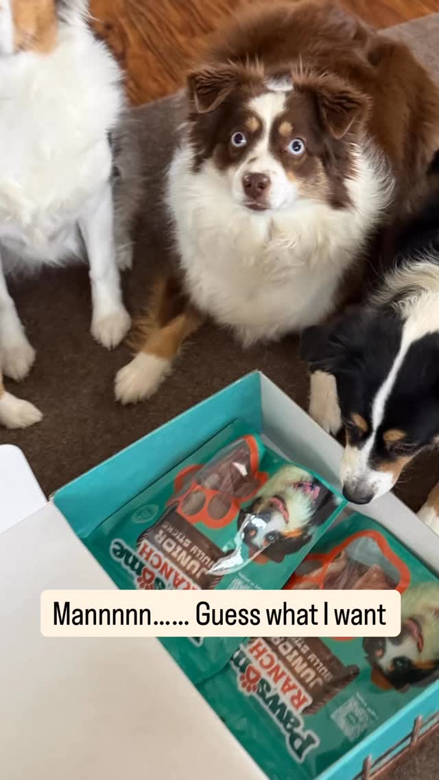 Catchy audio, happy dogs, and a chew they are fully obsessed with. 🐶🤎
Their request was pretty clear: Pawsome Ranch bully sticks, and plenty of them. 😂
So fun partnering with fellow Aussie lovers at @pawsomeranchusa .
.
.
.
.#aussiedoingthings #puppyenrichment #bullysticks #dogmomlife #dogmomlife🐾