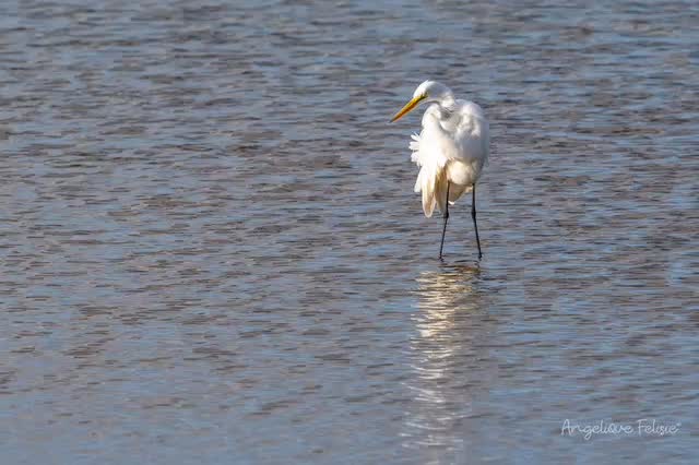 Check out how stunning I look… and look what I managed to capture for the photo! 🐟✨ Big Great Egret.
#CuracaoBirds #NaturePhotography #GreatEgret #WildlifePhotography #angeliquefelisiephotography