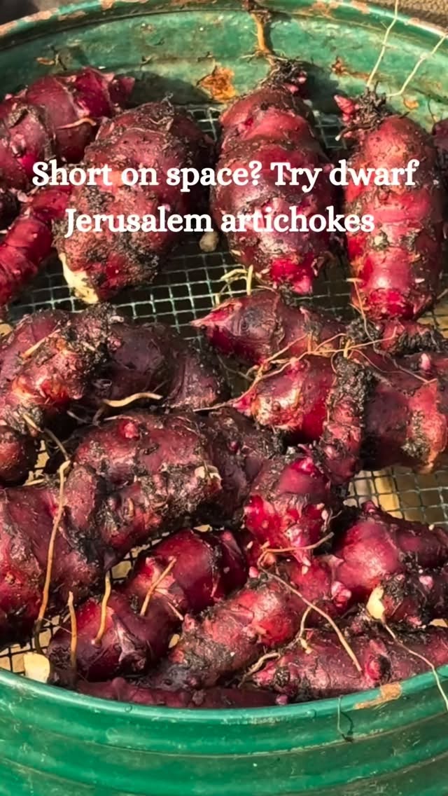 👩🏽🌾 Dwarf Jerusalem Artichokes 🌱
AD l My first time growing Jerusalem artichokes and I’m starting with these dwarf varieties, kindly gifted to me at the garden press event.
What I love about these is they’re perfect for pots and tubs, so if you’re short on space (or just like to keep things contained), they’re a brilliant option.
I’m planting a few up in different sized containers to see which performs best.
Have you grown Jerusalem artichokes before?
#thegranarygarden #growyourownfood #kitchengarden #containergardening #allotmentlife