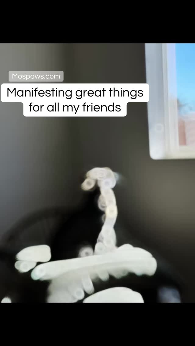 Manifesting great things for you friends#dogsofinstagram #mospaws #catgram #mospaws