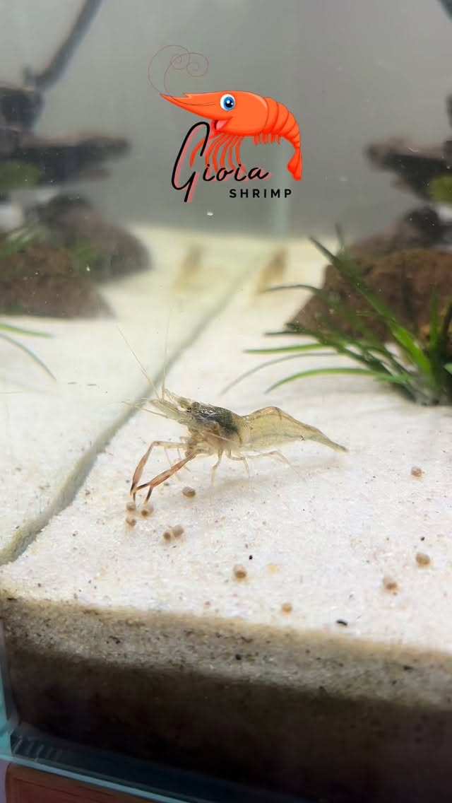 Et oui ! Avec ces 5 ans de recul GIOIASHRIMP peut vous garantir des produits au top pour vos crevettes 🦐
Pour un bac stable et harmonieux le secret c’est l’entretien régulier ainsi que l’utilisation d’une bonne nourriture 🍲
#shrimp #aqua #aquarium