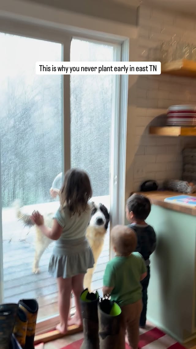 East TN has so many false springs, locals swear by watching for different plants to bloom and then you know spring has really come
#farmlife #tennessee