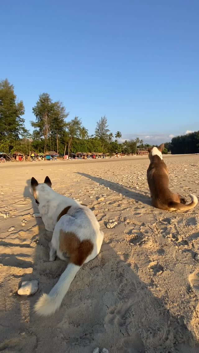 A colleague said to me once that yawning is a sign of anxiety and I thought WTF? How interesting. (That was before I knew much about the nervous system!).
Yawning and sighing are actually GOOD for you!
We often think sighing means something is wrong.
Frustration, exhaustion or annoyance.
And whilst this can be true, your body sighs for a very different reason.
A sigh is actually a natural regulation mechanism for the nervous system. Ever noticed your dog do it when theyāre about to settle down for a nap or just chill out?
When we sigh, we take a deeper inhale followed by a long exhale. This does a few important things:
⢠It helps reopen tiny air sacs in the lungs that collapse during shallow breathing
⢠It increases oxygen exchange
⢠The long exhale gently activates the parasympathetic nervous system - the part responsible for calming and settling the body
In simple terms: a sigh helps reset your breathing and regulate your nervous system.
Your body does this automatically throughout the day. In fact, humans naturally sigh every few minutes without even noticing.
So the next time you catch yourself sighing, try not to judge it.
Your nervous system might simply be doing what itās designed to do: self-regulate.
Sometimes the body knows how to settle itself if we just let it.
Remember: no judgement, just curiosity - ALWAYS.
#sawyamindandbody #mindbodyconnections #nervoussystemreset #regulation #calmmind