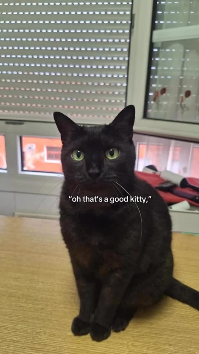 POV: you are the Lord of this House
I cannot stop petting him and he cannot stop hating me for it🖤
#lordofthehouse #blackcat #catsofinstagram
#catmemes #funnycat