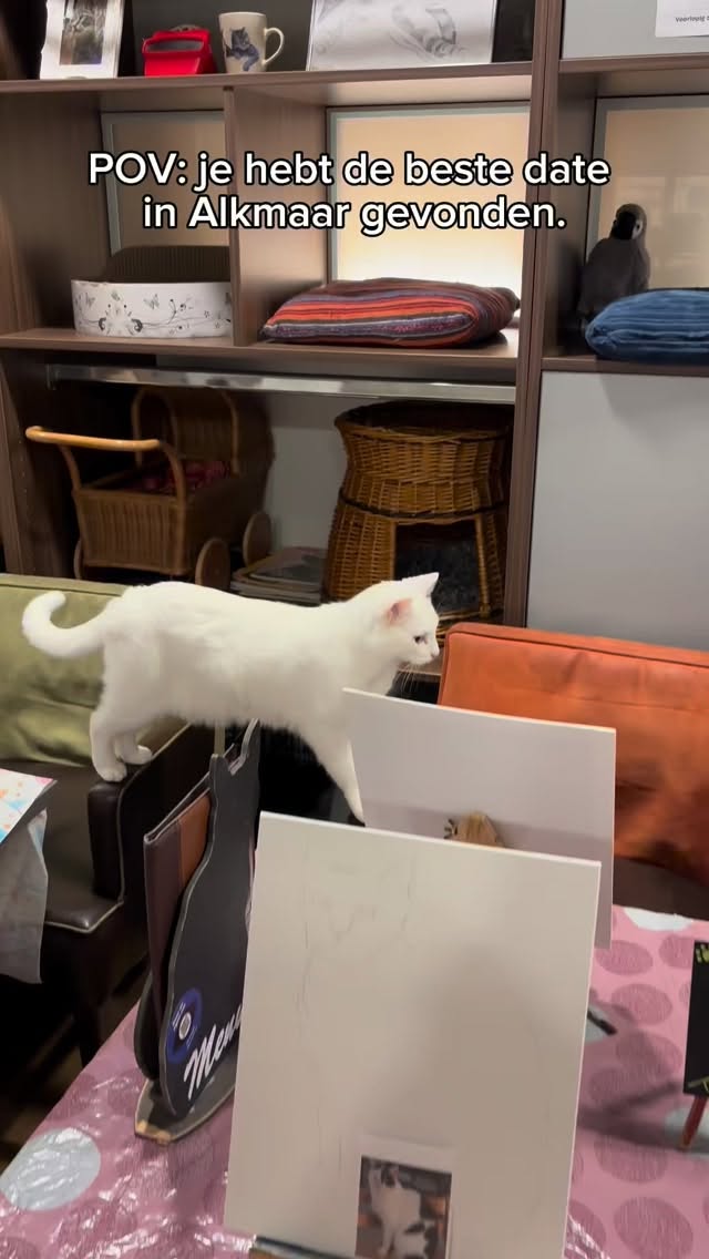 Misschien ben je geen mens… misschien ben je gewoon een kat in vermomming
#katcafe #catsoftiktok #kattenleven #cozyvibes #alkmaar