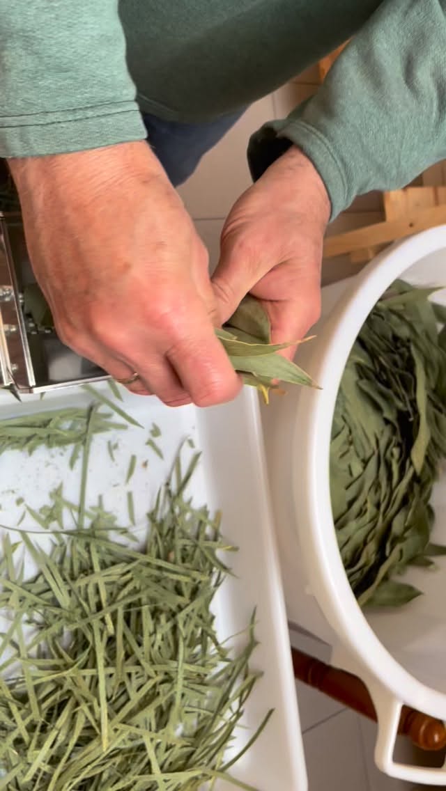 Au programme ce matin :
Broyage de eucalyptus.
Il s’agit des femmes récoltées sur ma parcelle en décembre, passées quelques jours au séchoir, et aujourd’hui réduites en morceaux pour intégrer un mélange composé.
Bientôt disponible dans la tisane Respire !
#groix #tisane #agriculturepaysanne #agriculturebiologique #tisanebio