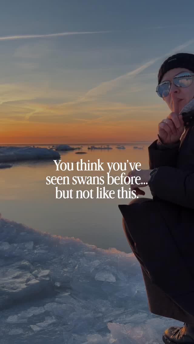A frozen sea in Estonia 🧊, the sunset🌅 and hundreds of swans gathering on the ice, and a ferry quietly passing... One of those rare moments when you realize you’re witnessing something you may never see the same way again.🫠🤩😍