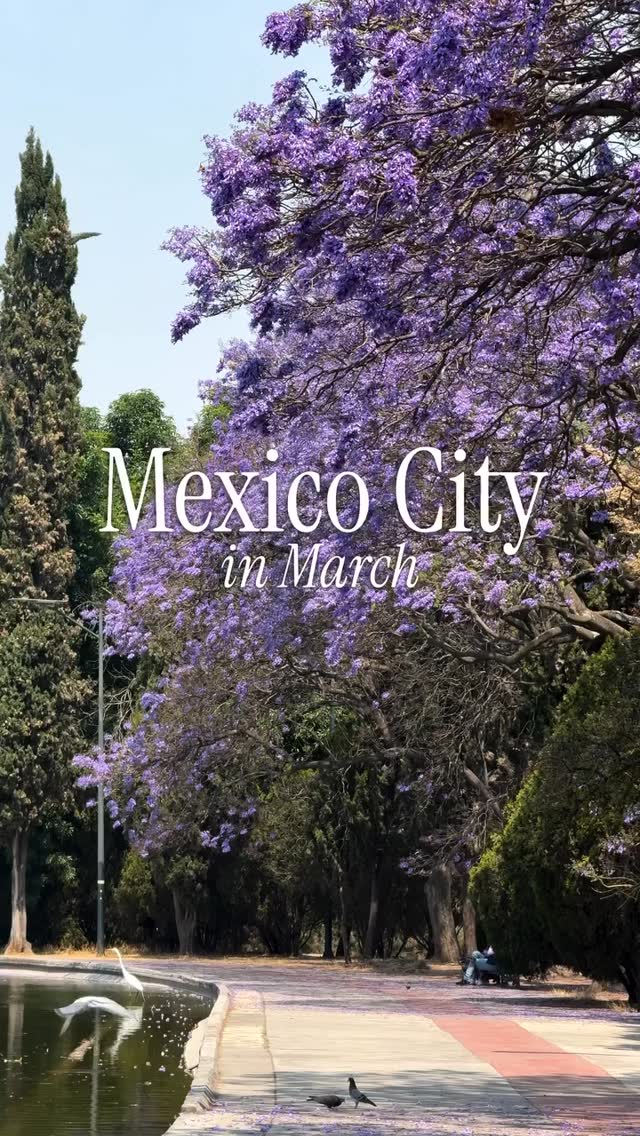 The jacarandas are blooming in Mexico City this March—purple streets, fragrant air, and life all around.
Walking here feels like stepping into a dream. ✨💜
Travel with us and discover Mexico beyond the guidebook.��🔗 Link in bio to start planning your journey��
Marotta Travel
Mexico City
Bespoke Travel
Hosted Experiences
Curated Itineraries�