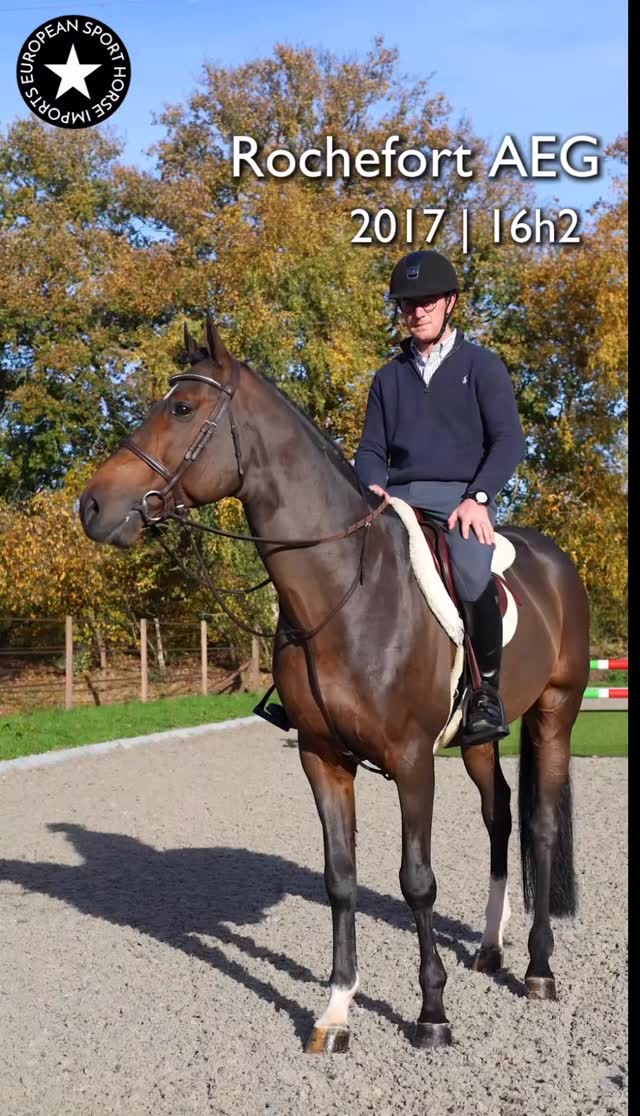 Can you International Derby? Keep watching as Rochefort, our 9yo approved BWP stallion, proves that he definitely can derby! This horse happens to also be dead brave, in your pocket, and absolutely OK amateur..! A once in a lifetime horse. PM for info. 💫