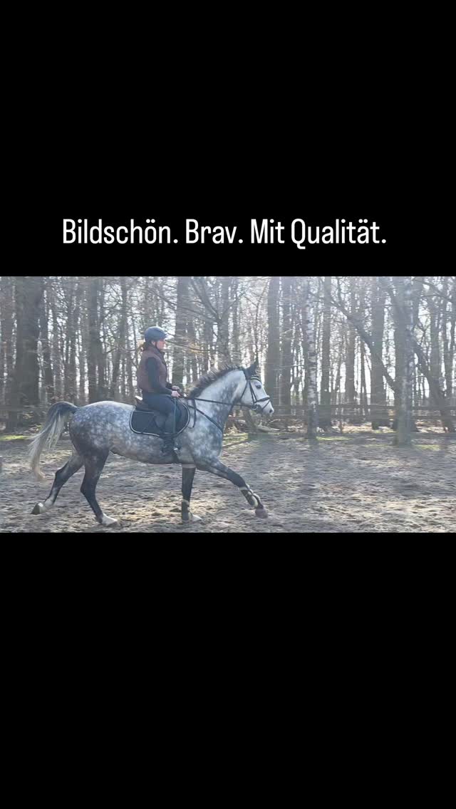Bildschöner, unkomplizierter Sportpartner mit Qualität am Sprung.
Für ambitionierte Amateure und Reiter, die ein sicheres Gefühl schätzen.
📩 Weitere Infos gern per PN
#Springpferd #Amateurfreundlich #Sportpferd #Showjumping #ForSaleHorse