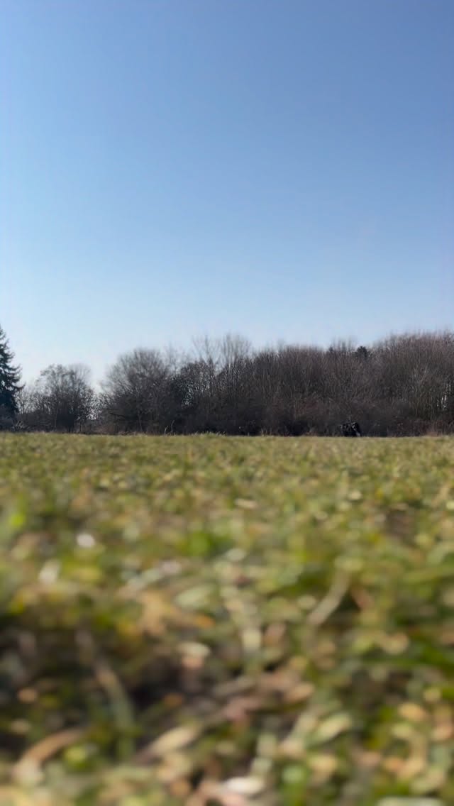 Ha, dva typy jak zaručeně přivoláš svého psa. Vždycky a všude 😝 co funguje na toho Vašeho? 😆
#psisvet #pesnejlepšípřítelčlověka #pejskari #tipypropejskaře #dogart