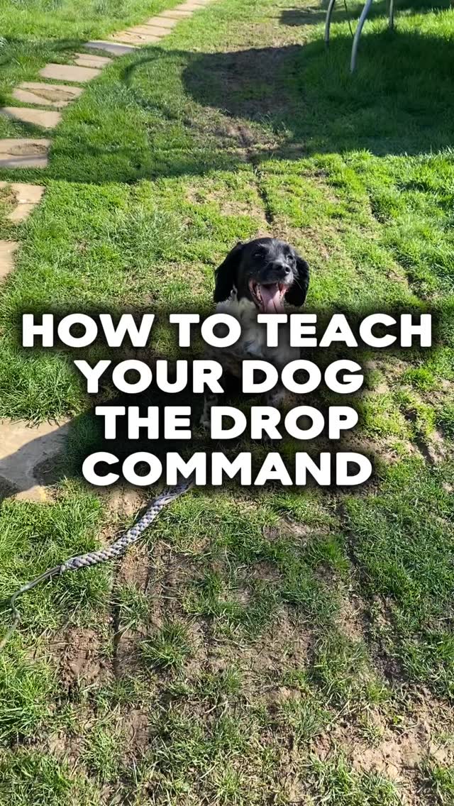Struggling to get somehting out of your dogs mouth?
When you play fetch they don’t drop the ball?
Teaching the “out” or “drop” command should be a command your dog understands
It could save their life
But it often also means they fun can continue
#chalfontstpeter #chalfontstgiles #gerrardscross #dogwalker🚶🏻♂️🦮💨 #dogtraining