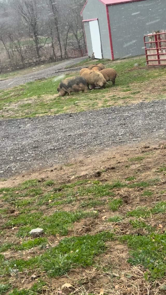 It was 70 degrees yesterday 😭 why?!?! #Junctionfarmky #pigs #louisvilleky #farmlife