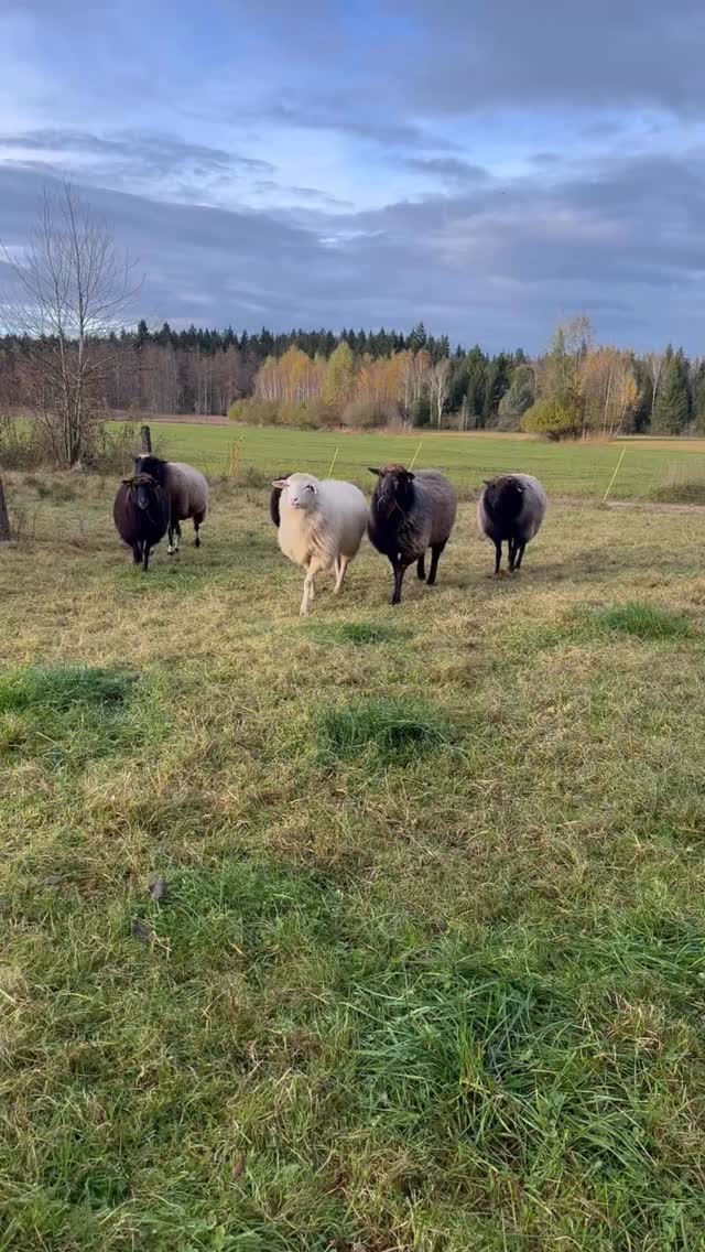 Wusstet ihr, dass es Schafs-Rassen gibt, die als Zauntreu gelten? 🧐
In der Regel sind unsere Waldschafe & Skudden schon sehr Zauntreu, außer das Gras auf der anderen Seite ist grüner 😂
Die Skudden sind auf jeden Fall agiler und springen schon auch mal über einen zu niedrigen Zaun.
Soweit habe ich noch von Coburger Füchsen & Heidschnucken gehört, dass diese rel. Zauntreu sein sollen.
Natürlich ist die Gegebenheit innerhalb des Zauns auch immer ausschlaggebend (Futter, Schutz…).
Habt ihr schonmal von Zauntreuen Rassen gehört?
#waldschafe
#skudden
#zauntreue