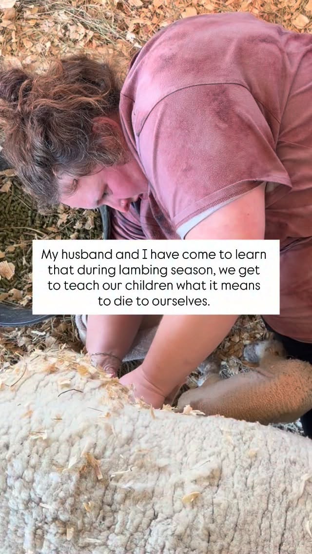 It’s such a picture of how Jesus gave everything so we could live. 🥹🤎
Feeding round the clock, milking mamas to keep them from mastitis when they won’t nurse their baby, helping mamas in labor when they are struggling, getting up and helping babies latch to keep them alive…. All of these things are such a picture of us as people. We are NEEDY. Needy for saving. Needy for a Savior who died to himself to give us salvation. What a picture. 🥹
#farm #homestead #farmlife #sheep #lambingseason