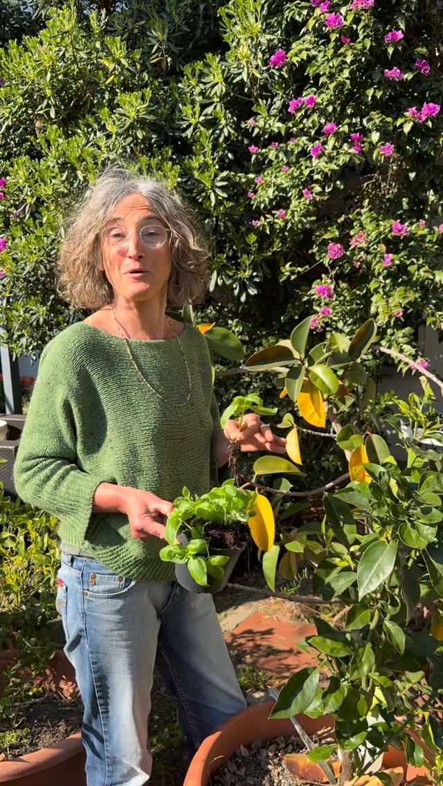 TRAPIANTIAMO IL BASILICO!!! 🌿
Lo sapevate che in un vaso basta mettere 1 o 2 piantine?
Vediamo insieme il procedimento:
Occorrente:
-1 vasetto di basilico bio
-Terriccio
-Perlite
-Vasi
Procedimento:
Separiamo una ad una le piantine di basilico, facendo attenzione a non sbarbare l’apparato radicale.
Riempite un vasetto con terriccio e Perlite e quindi, in base alla grandezza del vostro vaso, mettete una o più piantine di basilico.
Annaffiate ed irrigate all’occorrenza.
Porre un sottovaso ed esporre il vaso alla luce, protetto dal freddo, per adesso anche su un davanzale, in veranda o in serra.