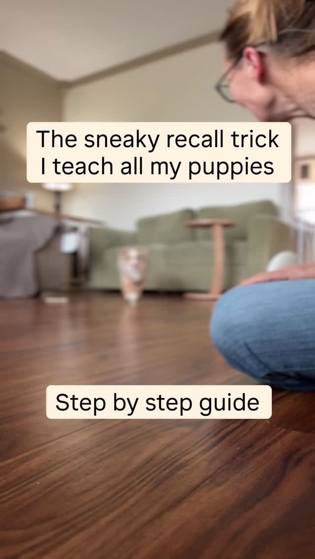 One thing about puppies… they will absolutely humble you.
So yes, I teach come. But I also teach bump as a backup cue, because if my puppy is feeling a little selective with their listening, asking them to touch my hand is often a whole lot more exciting than asking them to stop whatever nonsense they just found.
It’s simple, smart, and weirdly effective.
Tiny trick. Big payoff.
.
.
.
#puppytrainingtips #miniaussiepuppy #positivedogtraining #puppyrecall #miniaussiebreeder