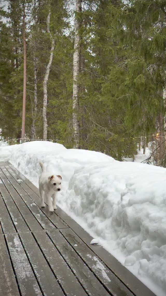 Today it was snowing. It was +1°C so snow was quite wet but this March we really appreciate every single snowflake❄️❄️❄️❄️❄️
#visitlapland #visitfinland #finnishlapland