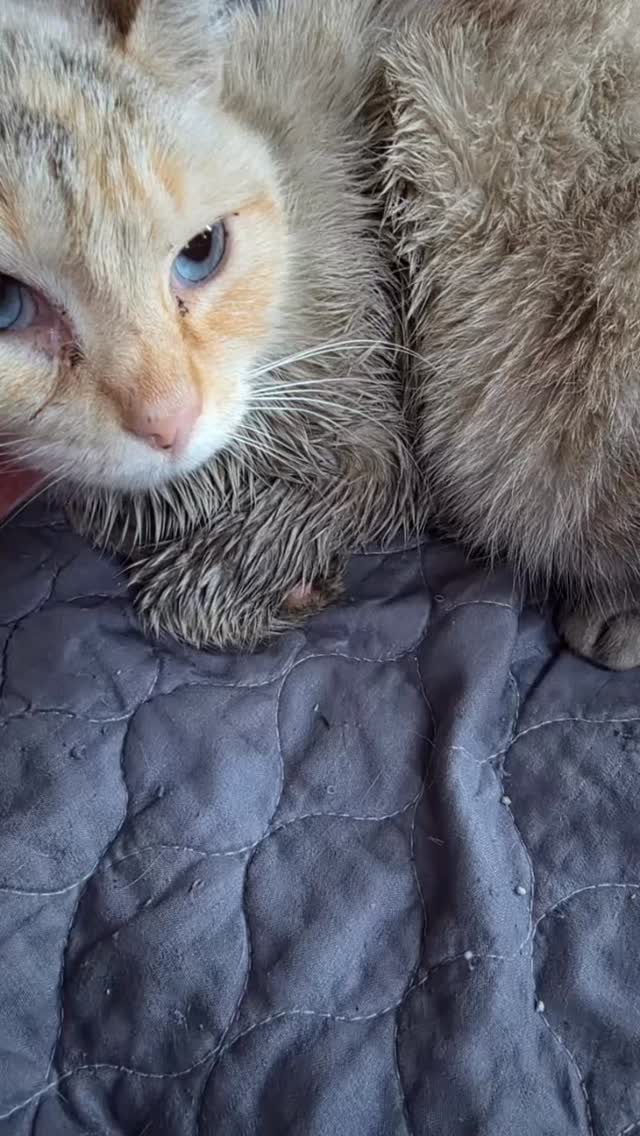 ✨ Happy endings DO exist. ✨
Not long ago, an adult cat was found drenched in motor oil… discarded… unwanted… and left to fend for herself.
That cat was Skye.
She arrived frightened, exhausted, and unsure if humans could be trusted.
Someone had decided she didn’t belong.
But the beautiful thing about rescue is this…
We don’t see the fear.
We don’t see the mess.
We don’t see the past.
We see the possibility.
With gentle hands, warm baths, soft beds, and patient hearts… Skye slowly began to heal.
Day by day her walls came down.
Her sweet, loving personality started to shine brighter than anyone could have imagined.
She learned she was safe.
She learned she mattered.
She learned she was finally home… even before she had one.
And today — the moment that makes every hard day worth it —
💙 Skye was adopted into her forever family. 💙
From being thrown away… to being deeply loved.
From surviving… to truly living.
This is why Oreo’s Haven never gives up.
Because every life we save has the power to become a happy ending.
Thank you to everyone who stands beside us and makes these transformations possible.
Saving lives — one purr at a time. 🐾