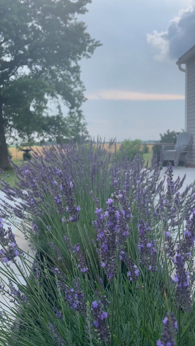 As spring approaches, we look to nature and see a season of renewal —
�a time of growth, awakening, and quiet transformation.
We’ve found ourselves in a similar season…
A refining.�A refreshing.�A thoughtful evolution of what Solomon + Co is becoming.
I’ll be sharing more in the weeks ahead. 💕
…