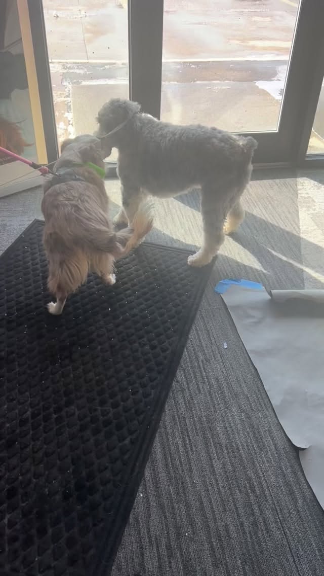 Not all our patients have braces… some have paws. 🐾 💜
We had the BEST time capturing these sweet faces for our ‘My Pet Can Smile’ photo contest here at i smile and this is just a little sneak peek of what’s about to be filling our feed (and YOURS) next week as we open voting to the public!
Do you recognize any of the faces you see here? 🐶 🐱