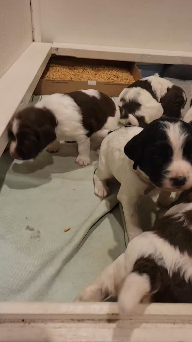 #dog #puppy #spaniel