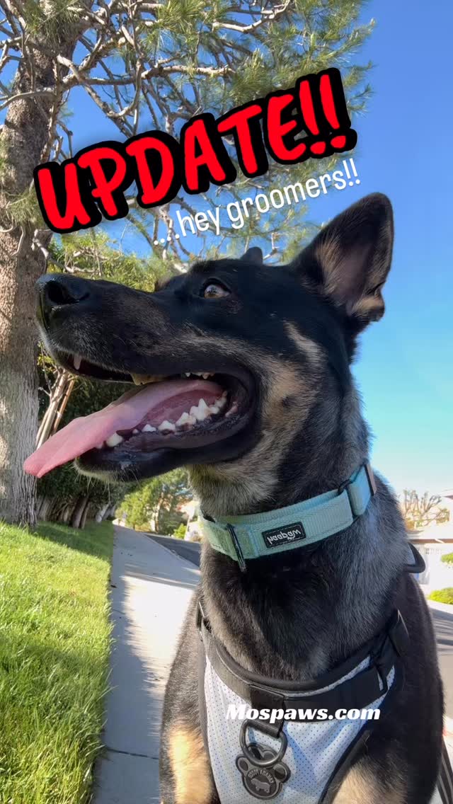 Update on Wolfie! Thanks to all the groomers for the info. Now I need to find a mobile groomer that works in Woodland Hills, CA. #dogsofinstagram #mospaws #doglovers #groomer